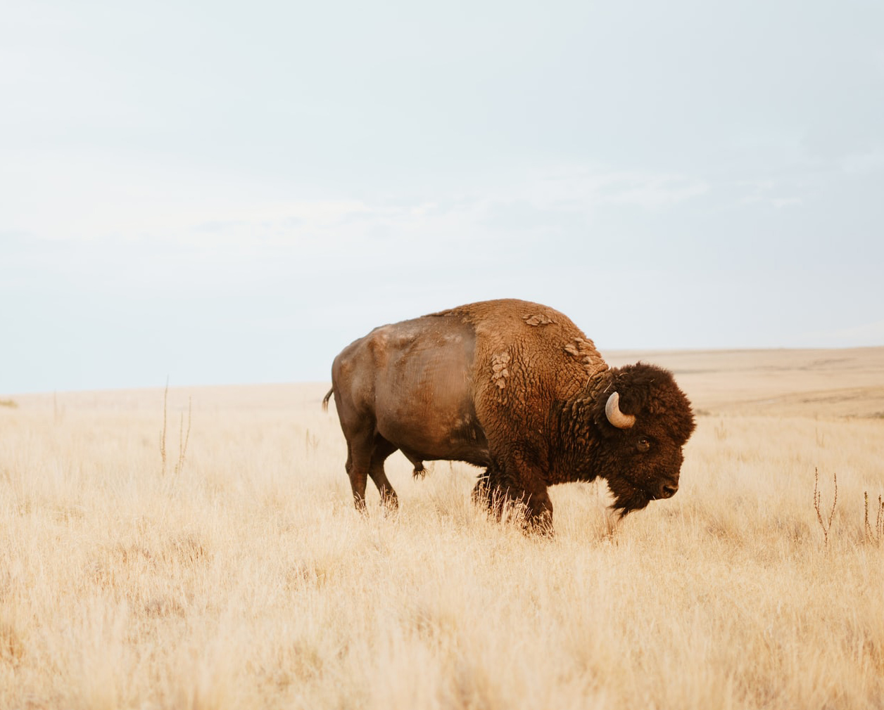 Buffalo